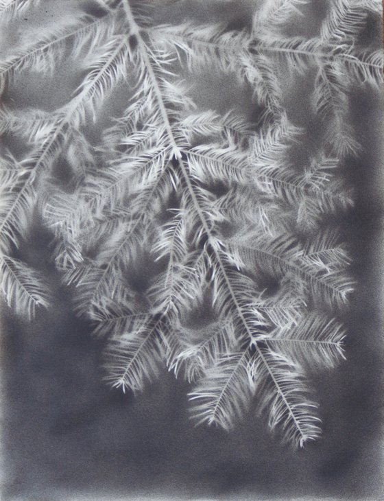 Abies alba I (Silver fir)