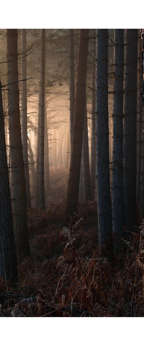 New Forest 2012-VIII by David Baker