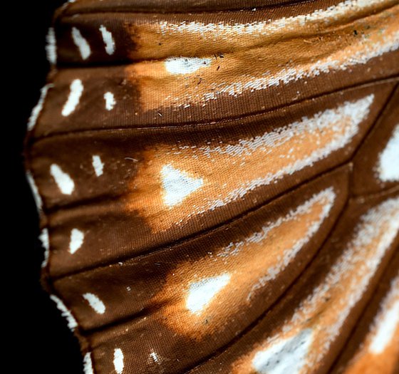 Monarch Butterfly Wing