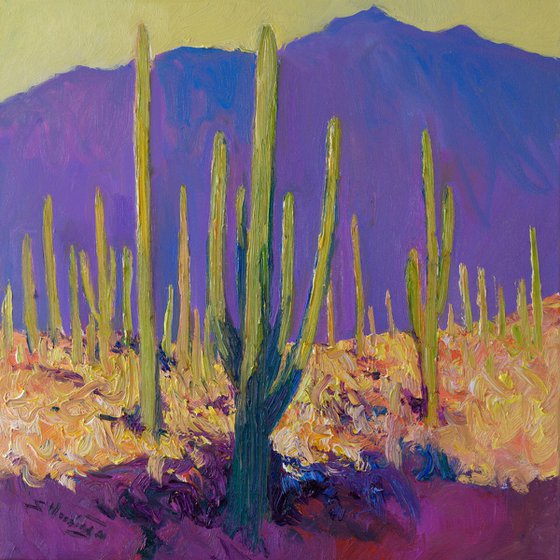 Desert Evening, Saguaros