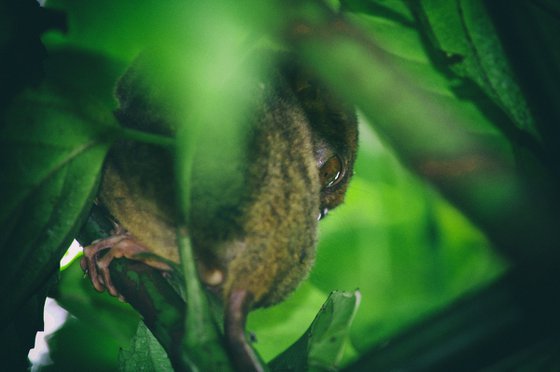 Tarsier #2