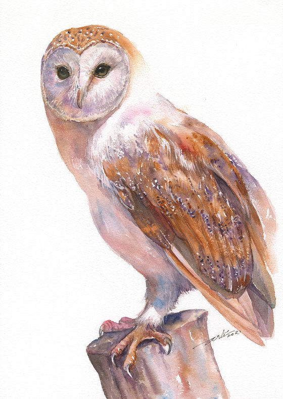 Barn owl Blick