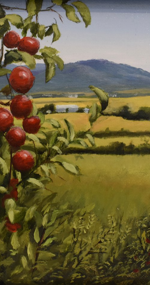 Rougemont Cider Apple Orchard by Gilbert Lessard