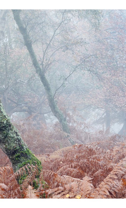 November Forest II by David Baker