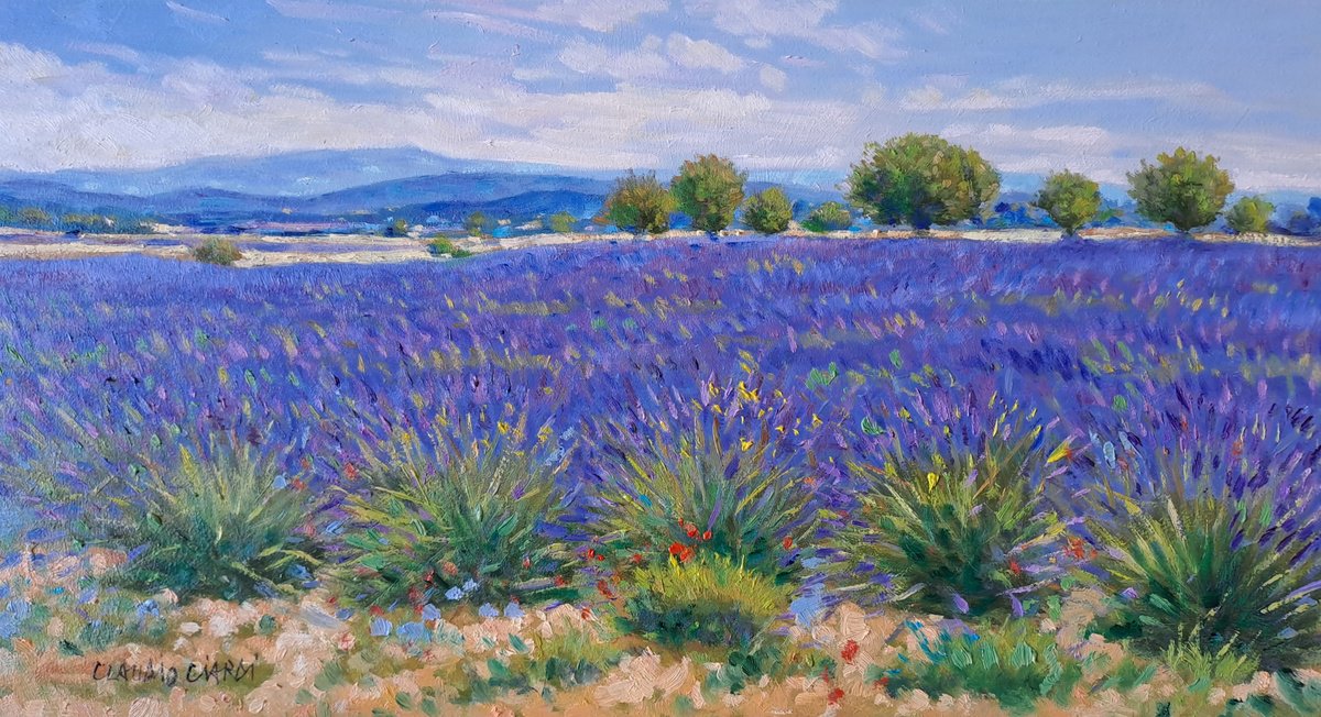 Lavander fields in Provence by Claudio Ciardi