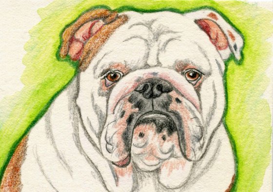 ACEO ATC Original Colored Pencil Art-English Bulldog Dog-Carla Smale