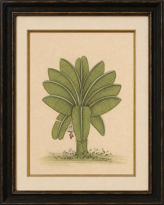 Banana Plant | Indian Miniature
