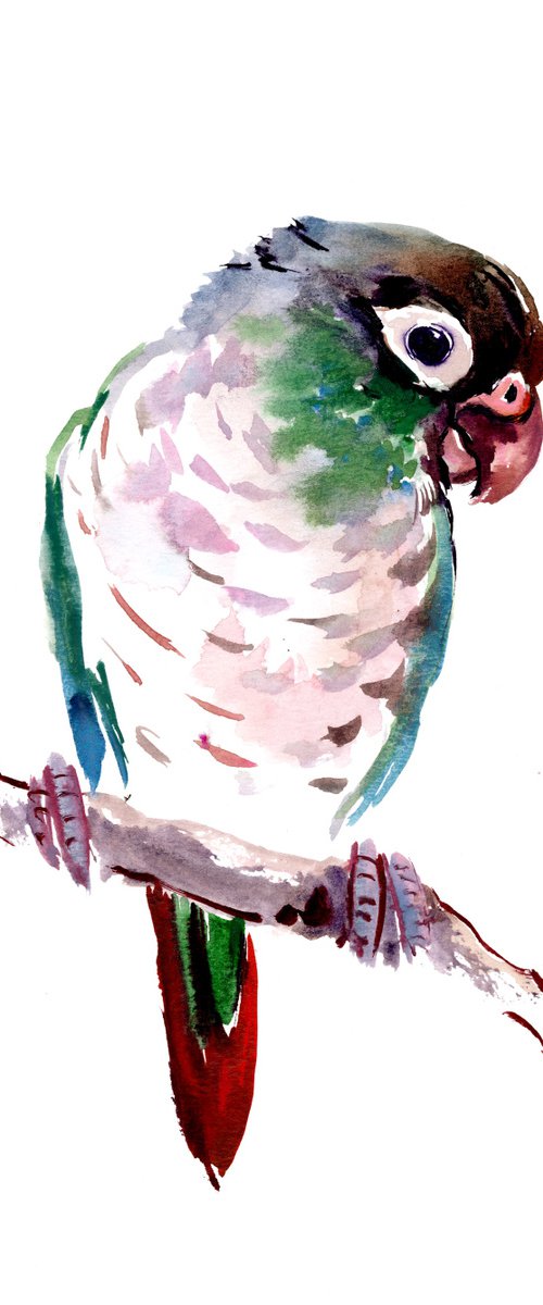 Green Check Conure Parakeet, Parrot painting by Suren Nersisyan