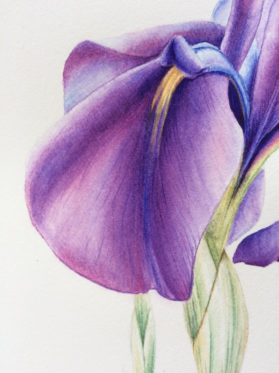 Violet Iris “Reticulata Joyce”, Original Watercolor