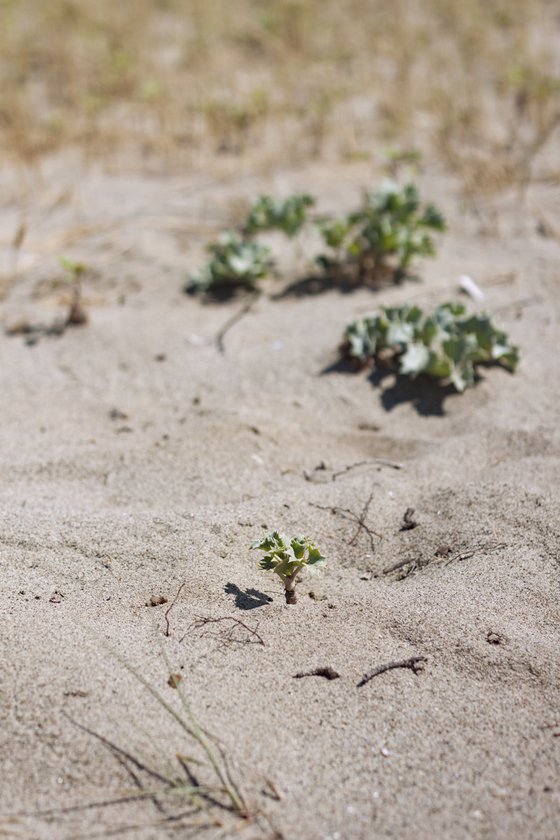 Dune nature no.10