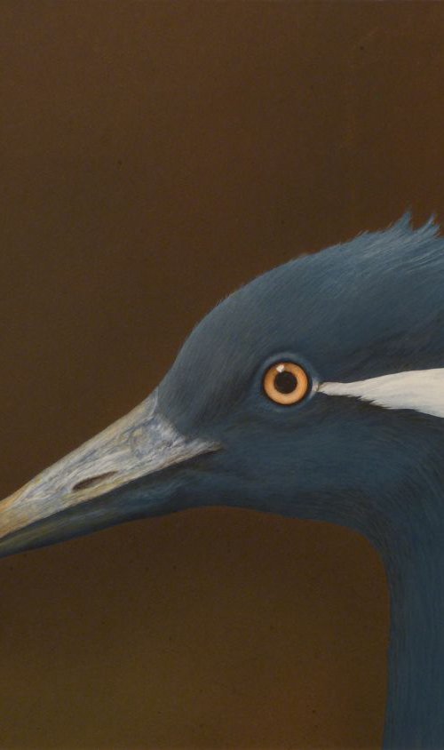 Demoiselle Crane by Norman Holmberg