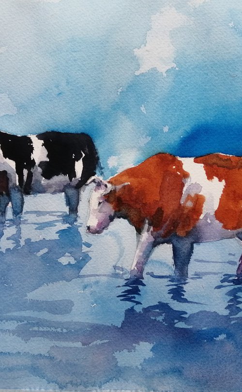 cows by Giorgio Gosti