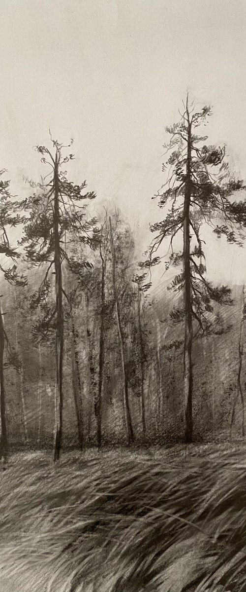 Pine forest by Artem Grunyka