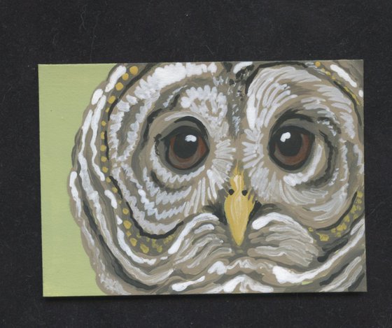 ACEO ATC Original Miniature Painting Barred Owl Wildlife Bird Art-Carla Smale