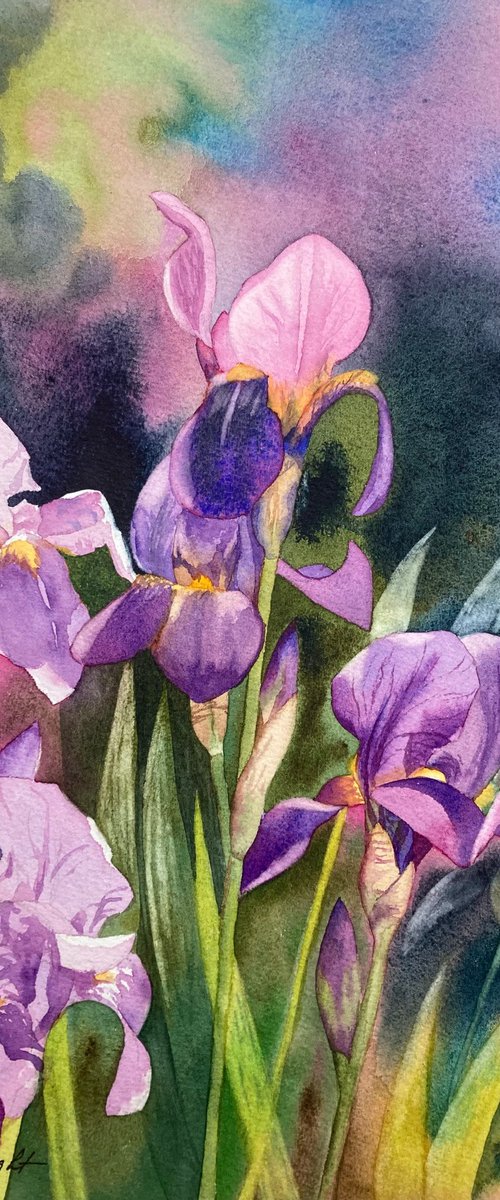 Summer Iris by Silvie Wright