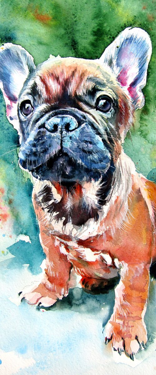 French bulldog puppy by Kovács Anna Brigitta