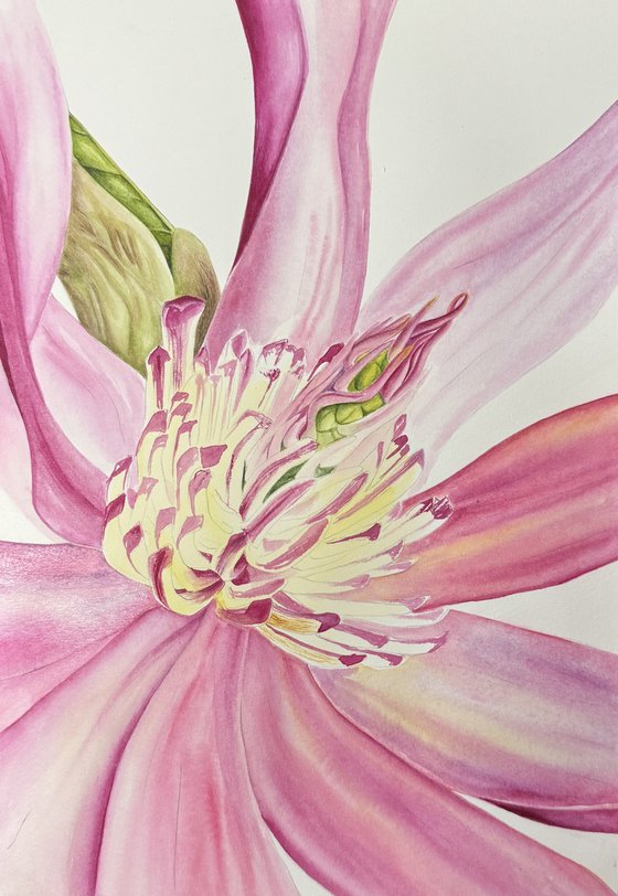 Magnolia flower