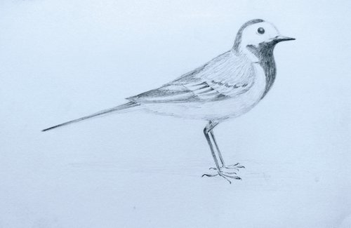 Birdie1. Original pencil drawing. by Yury Klyan
