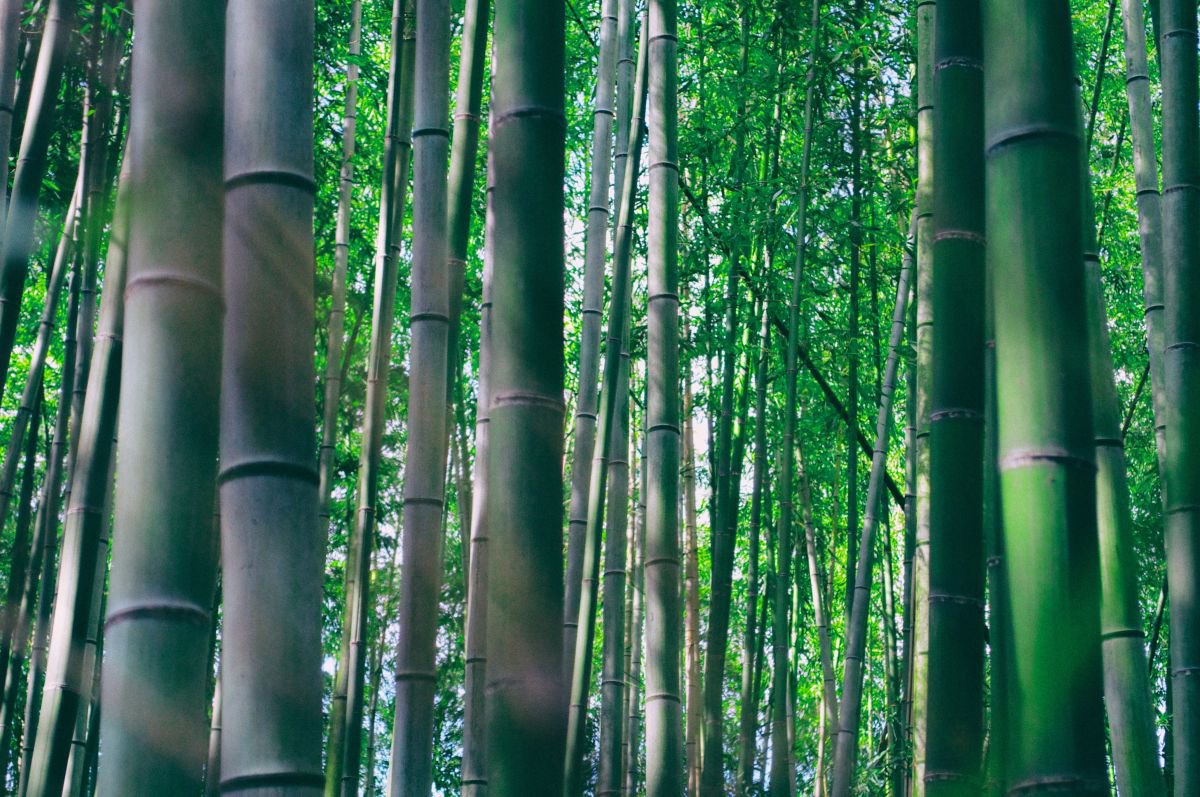 Abstract Landscape Photograph By Marc Ehrenbold, 40 X 30", Bamboo Forest #3, Original Artwork