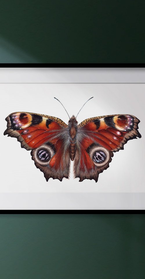 Aglais io, The Peacock butterfly by Katya Shiova