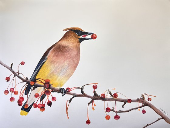 The Bohemian Waxwing