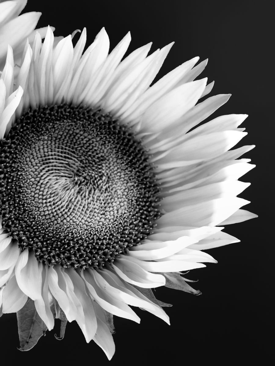 Photorealistic Photograph , Sunflower Supermodel Palm Springs Ca By William Dey, 22 X 22, Artwork For Sale On Artfinder
