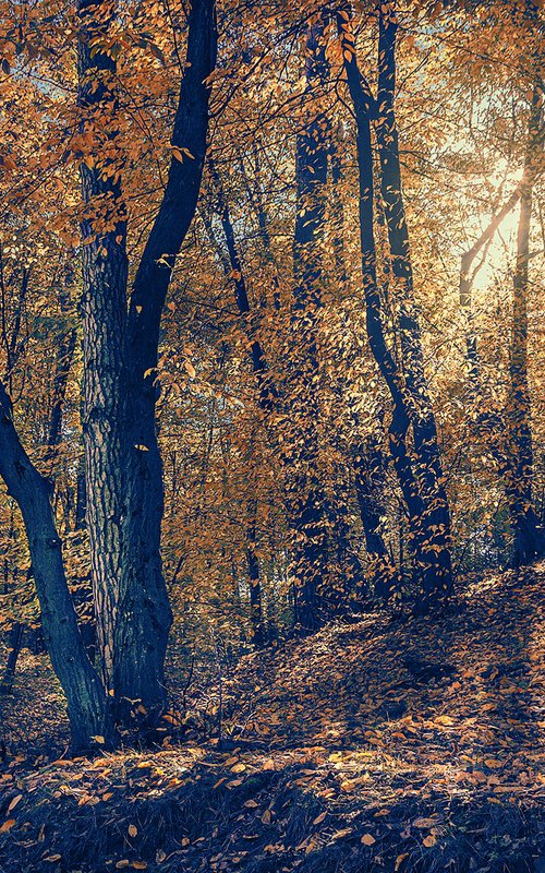 Through the yellow leaves. by Valerix