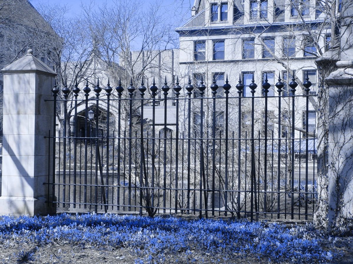 Blue Flowers at Botany Pond, University Of Chicago by Leon Sarantos