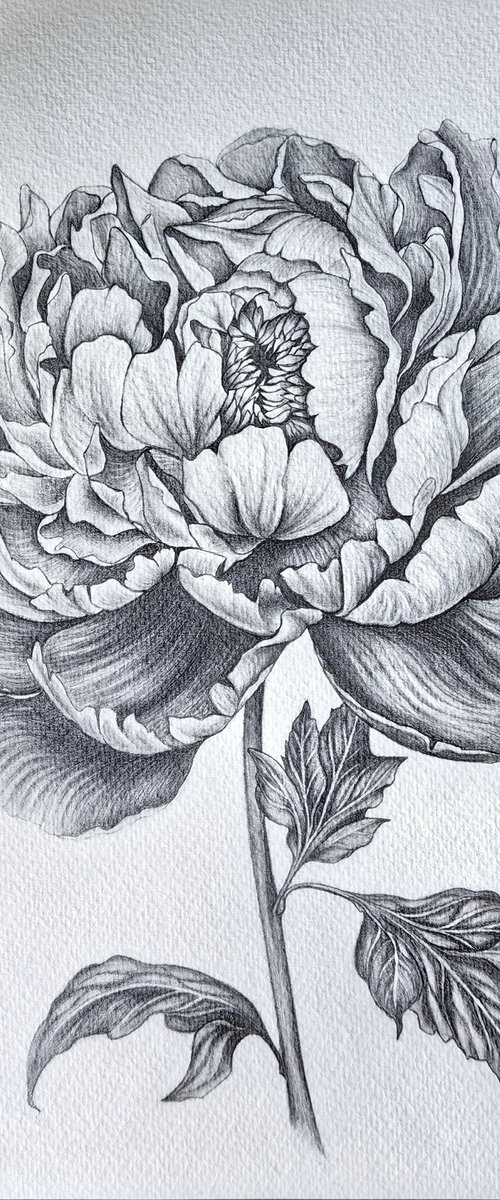 Peony by DIANA ARTY