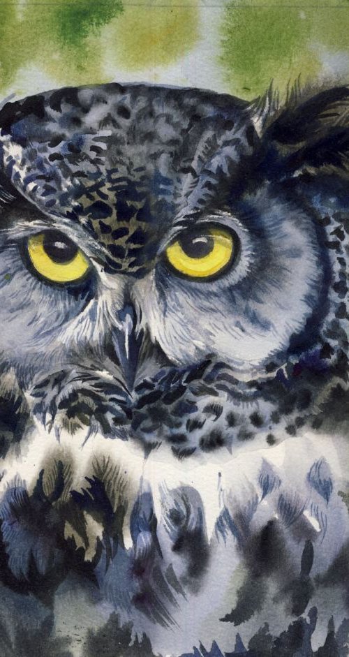 Grey owl by Alfred  Ng