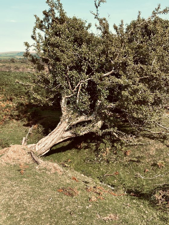 Tree fallen - A4