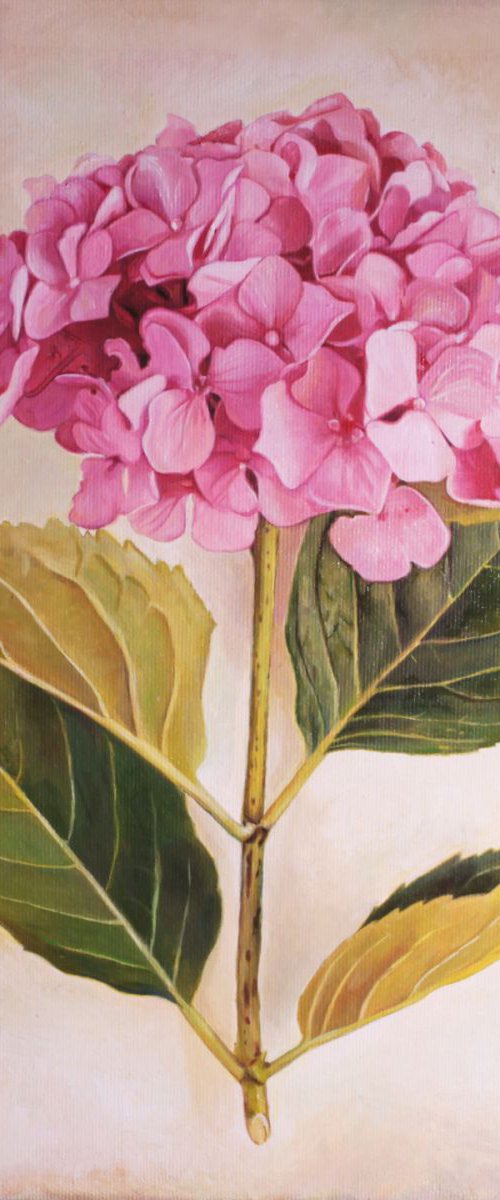 hydrangea by Darya Klunnikova