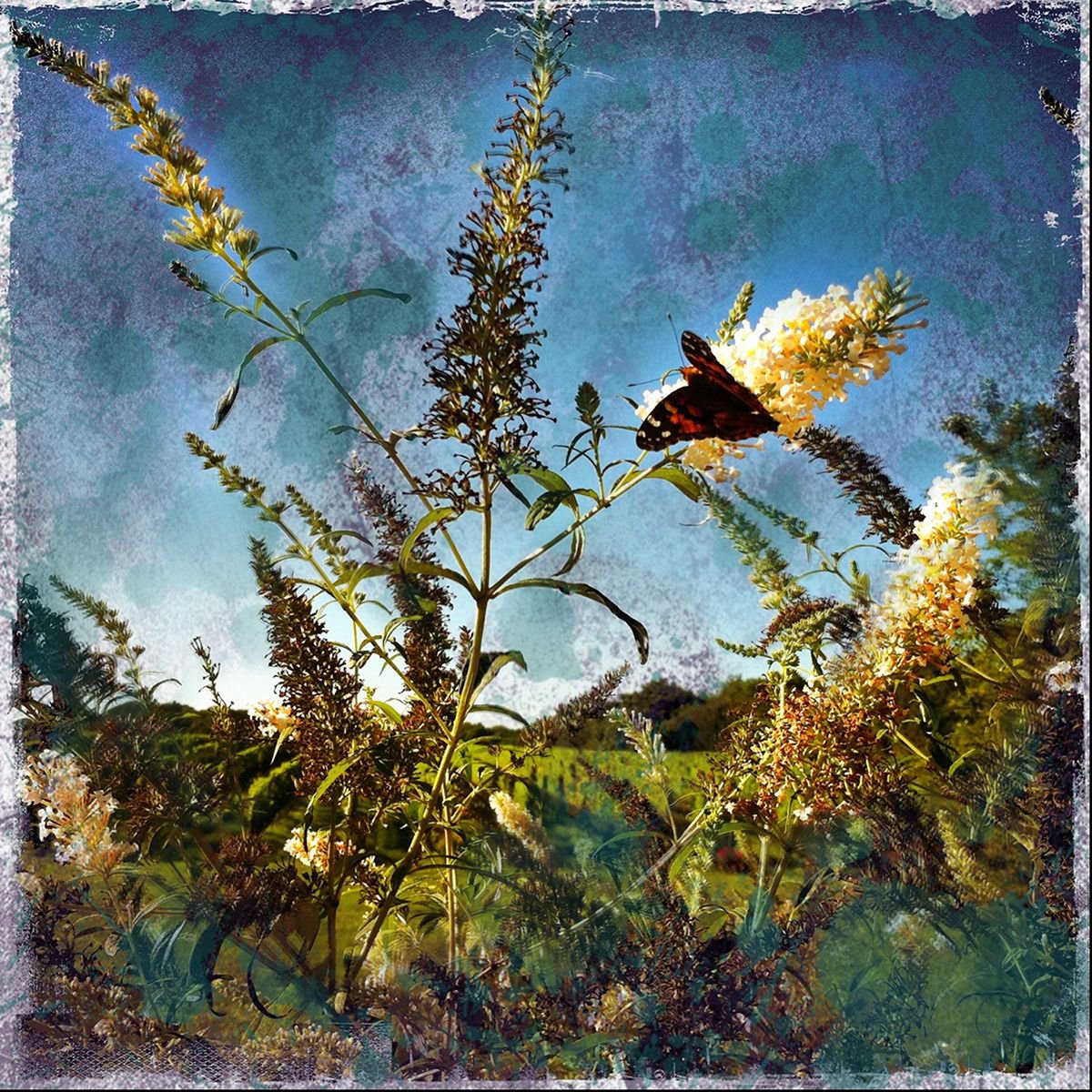 Butterfly by Greg Dyro