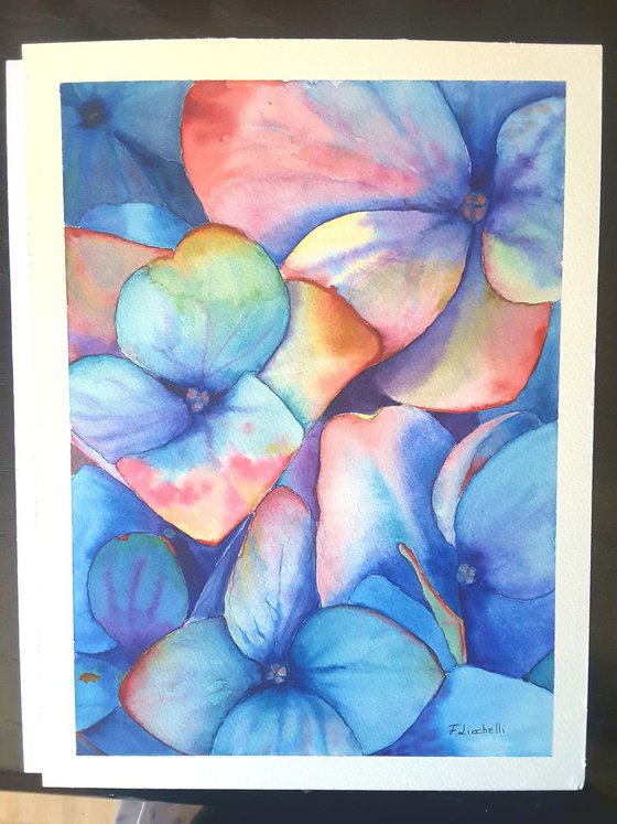 Hydrangea n.2