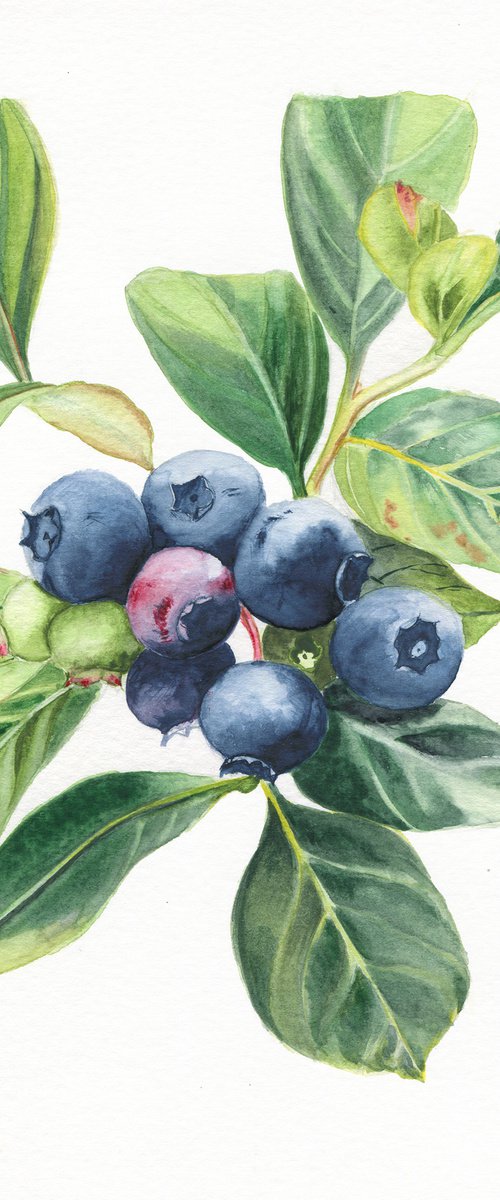 Blueberries by Maiia Axton