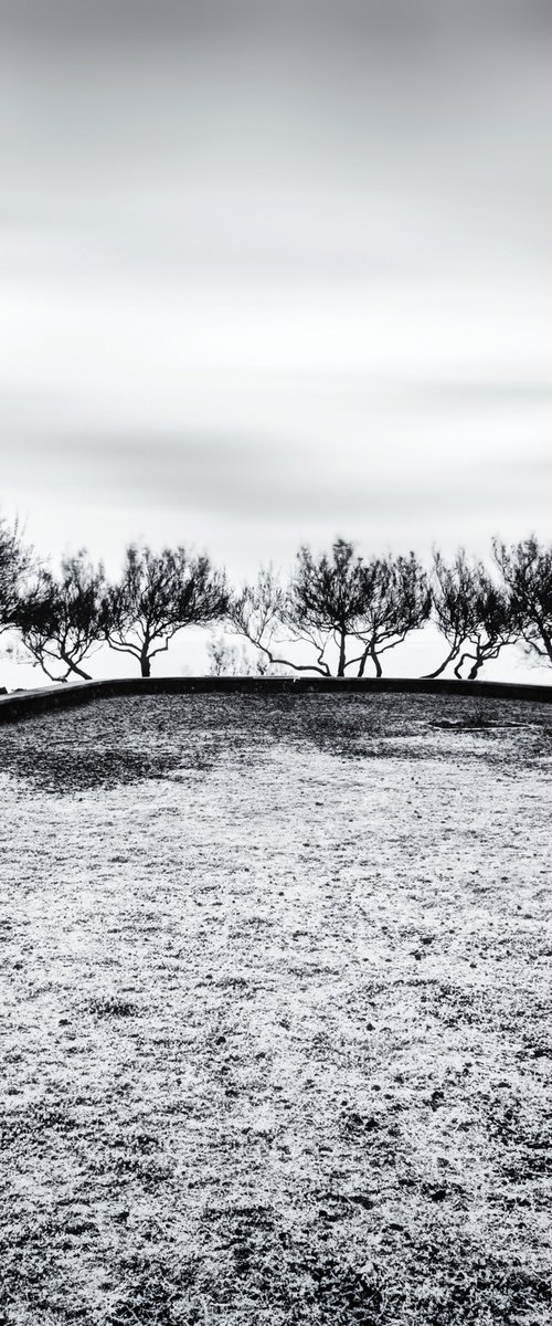 Group of trees overlooking the ocean by Karim Carella