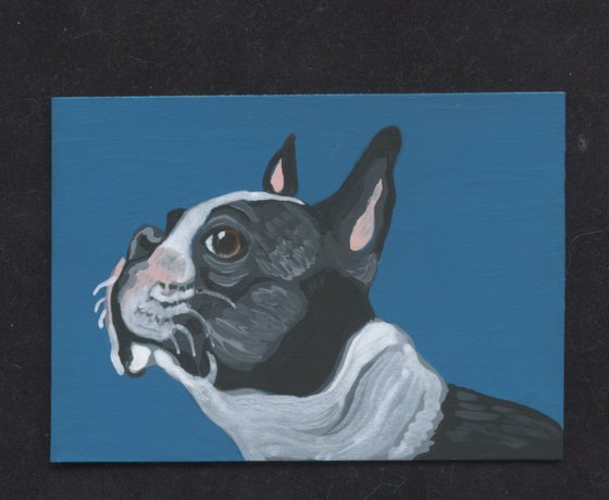 ACEO ATC Original Miniature Painting Boston Terrier Pet Dog Art-Carla Smale