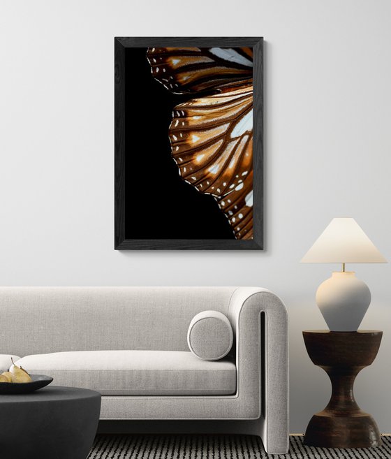 Monarch Butterfly Wing