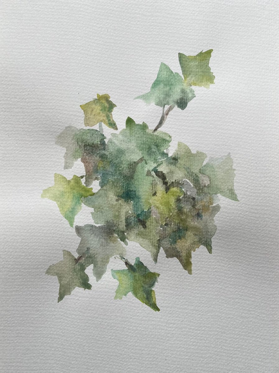 Impressionistic Botanical Drawing By Elena Klyan, 8 X 11, Garden Ivy., Original Artwork