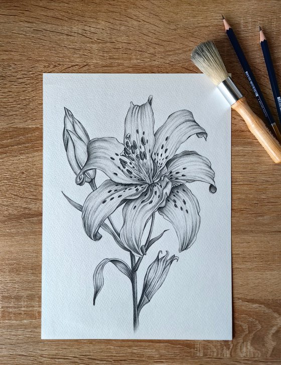 Lily
