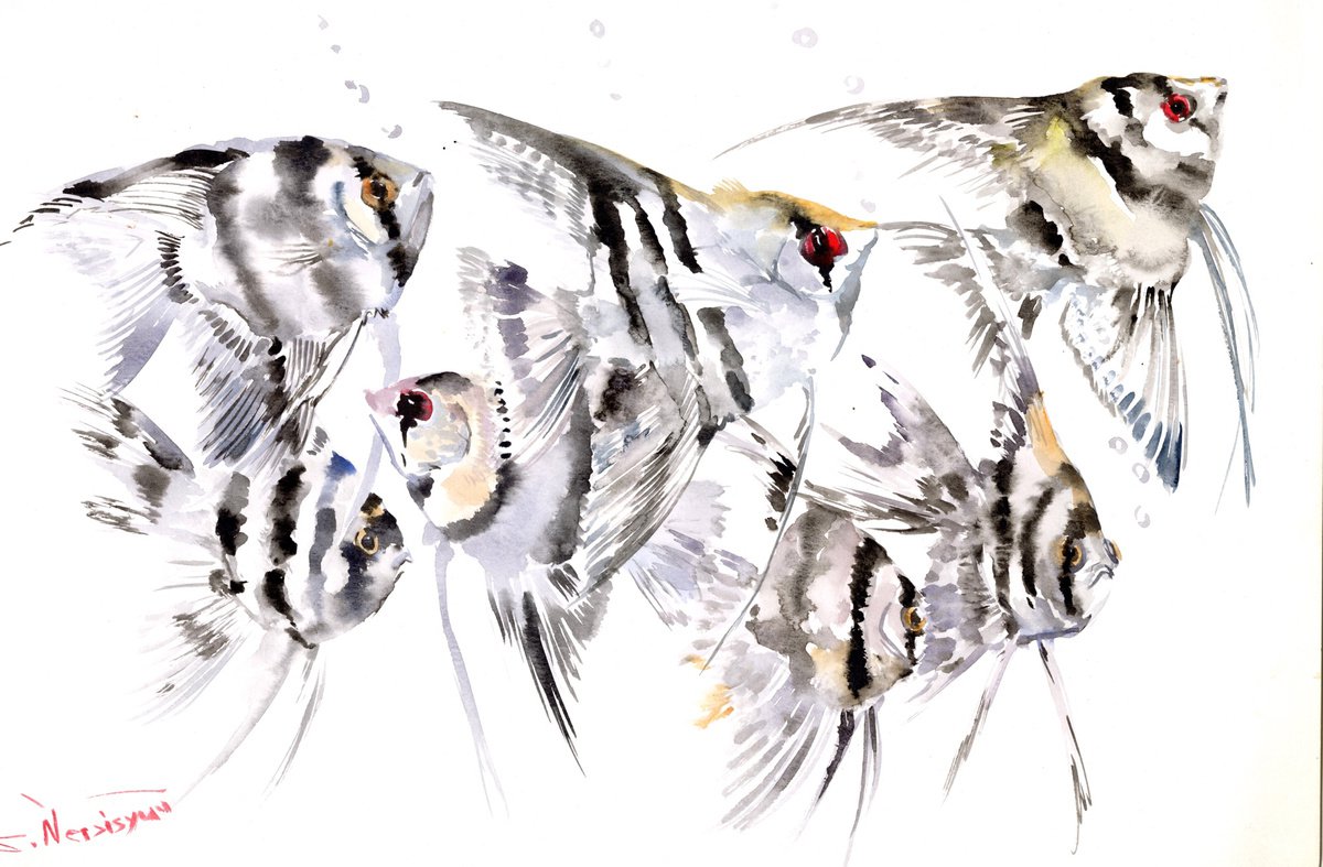 aquarium angelfish by Suren Nersisyan