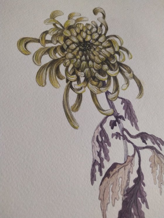Chrysantemum.