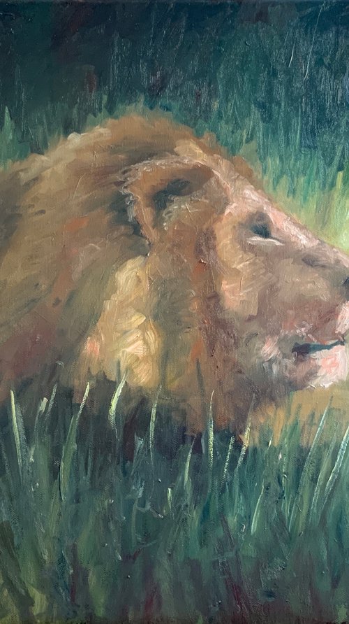 Lion In The Grass by Ryan  Louder