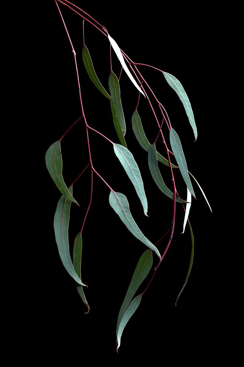 Botanical Photograph By Nadia Culph, 24 X 35", Silver Princess Leaves, Original Artwork
