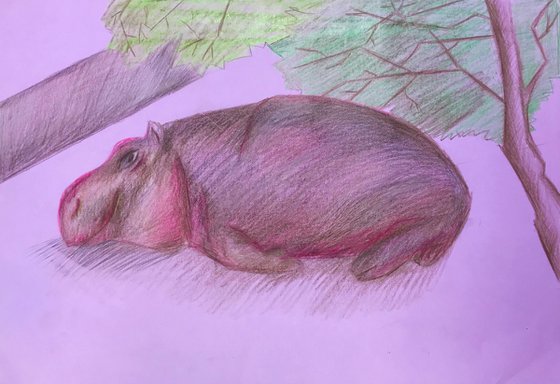 Hippo