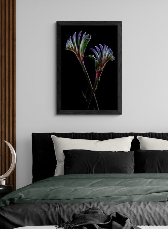 Masquerade kangaroo paw