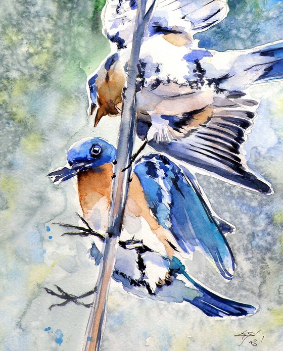 Birds fighting