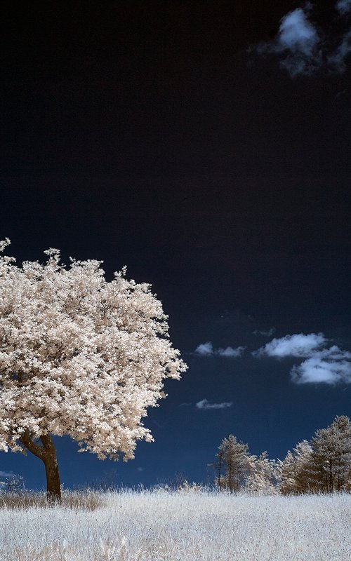 Tree at Graffham Down. by Ed Watts