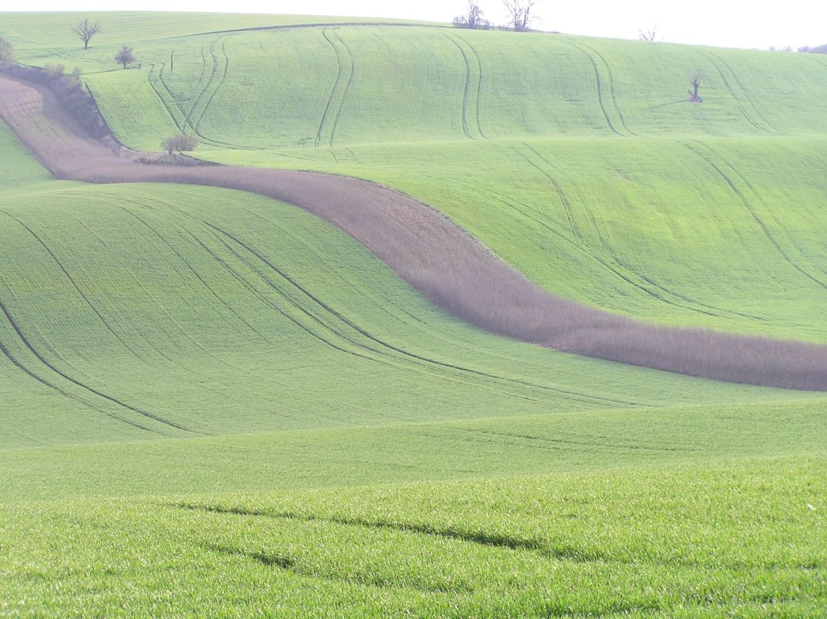 PUNK CUT (art is present in all FIELDS of human activity - even agriculture) by Hana Auerova