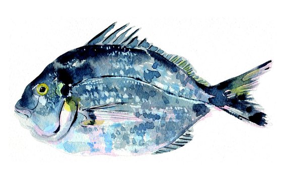 Sea Bream Fish Watercolour